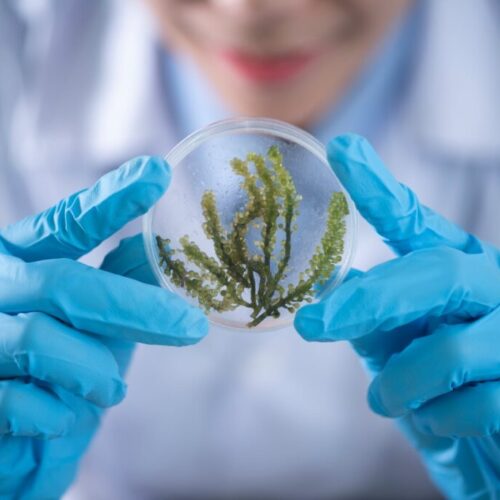 person holding container with seaweed